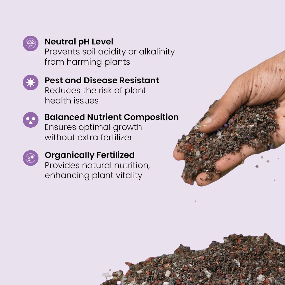 Cacto Soil - Succulent Potting Mix - Image 4