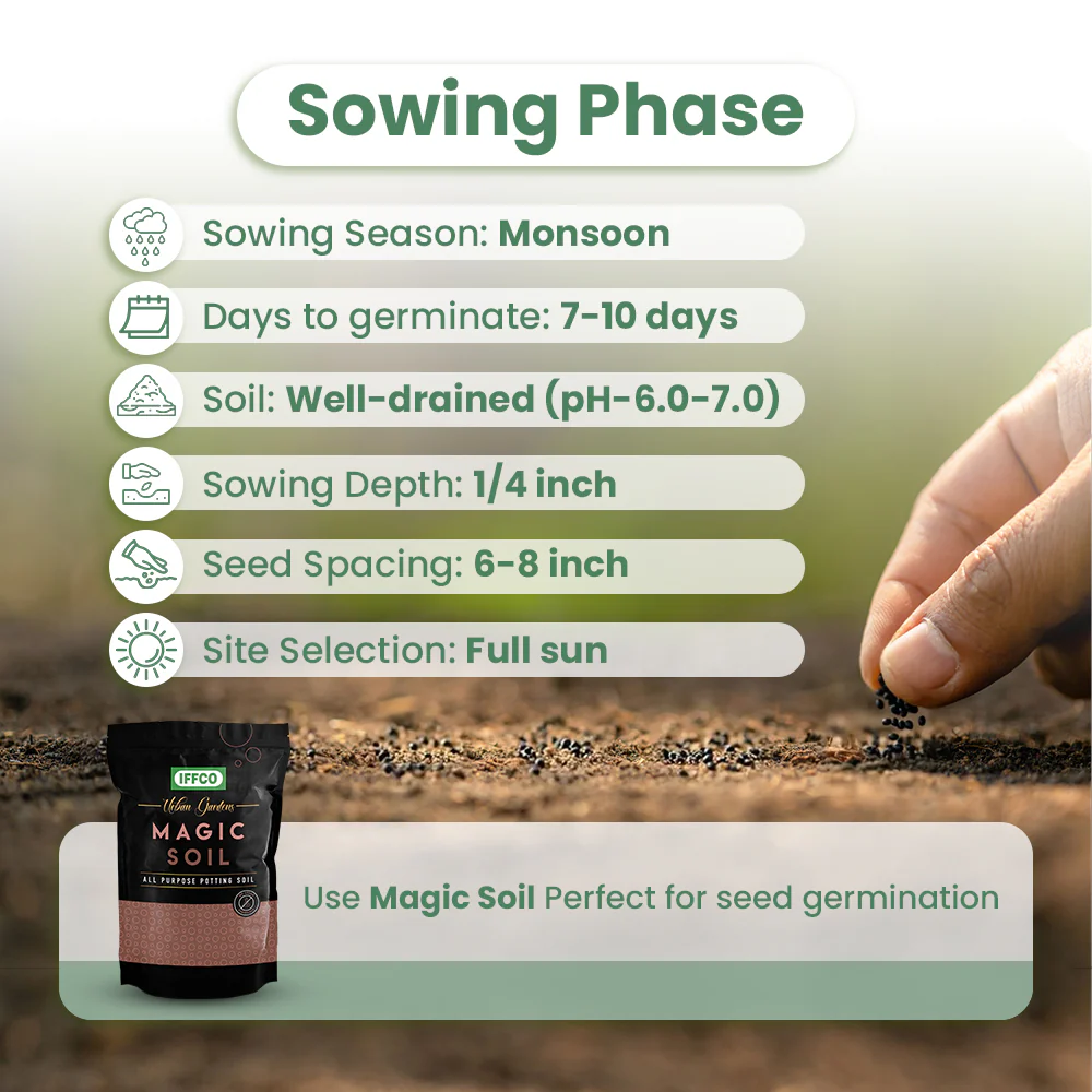 GIY - Amaranth Seeds - Image 3