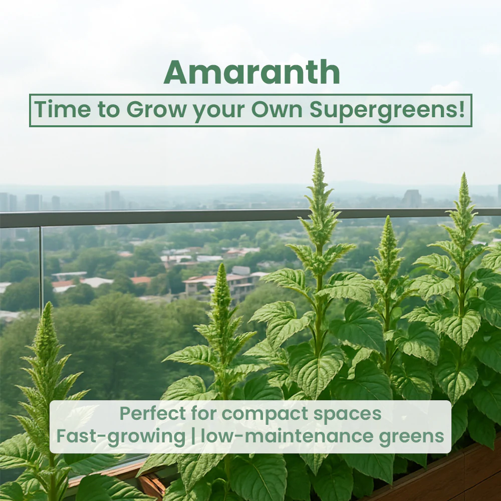 GIY - Amaranth Seeds - Image 5