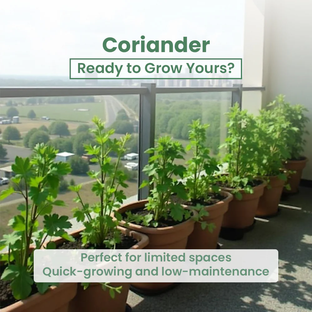 GIY - Coriander(Dhaniya) Seeds - Image 5
